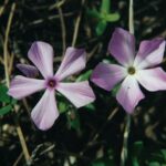Phlox, Black Hills, South Dakota. Note that the two flowers, of the same species, are not identical.