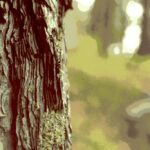 Closeup of ponderosa pine bark, Black Hills, South Dakota, special effects.