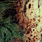 Closeup of ponderosa pine bark, Black Hills, South Dakota.