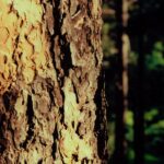 Closeup of ponderosa pine bark, Black Hills, South Dakota.