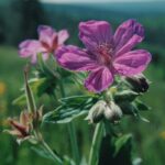 A Geranium in the Black Hills of South Dakota.