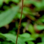 Twinflower (Linnaea borealis) from the subalpine forest zone of the Black Hills of South Dakota.