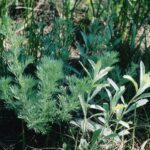 Two species of Artemisia from the Black Hills of South Dakota.