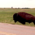 Along US 385 in Wind Cave National Park, a man got too close to a male bison. I kept waiting for the bison to charge and trample, but it didn't happen, this time. But I had my camera ready.