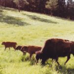 A bison herd with young in Wind Cave National Park, Black Hills, South Dakota.