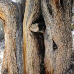 Closeup of the trunk of one of the older bristlecone pines (Pinus longeava) in the Schulman Grove, Inyo Mountains, California. This portion of the trunk is dead, as the bark has died. The Inyo Mountains are in the rain shadow of the Sierra Nevada mountains to the west.