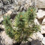 This tine bristlecone pine (Pinus longeava) seedling in the Inyo Mountains of California near Bishop may be fifteen years old. A major adaptation of these pines to the cold, dry conditions at high elevation in the rain shadow of the Sierra Nevada mountains is to grow slowly and live for a long time.