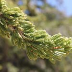 Closeup of the needles of bristlecone pine (Pinus longeava) in the Inyo Mountains of California, near Bishop. The adaptation of these pines to cold, dry conditions is to grow extremely slowly; many are almost 5000 years old. The needles also live a long time. Most pine needles are shed after a couple of years, but the needles in the older part of this branch may be decades old. Photo by Stan Rice.
