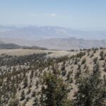 Schulman Grove, Inyo Mountains, near Bishop, California. Many of these trees are extremely old bristlecone pines (Pinus longeava), just under 5000 years old, first studied by Edmund Schulman. The Inyo Mountains are in the rain shadow of the Sierra Nevada mountains to the west. Looking eastward, you can see the desert.