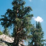 This bristlecone pine (Pinus longeava) is more dead than alive, but has persisted in this state for centuries. These pines are in the Inyo Mountains, dry and cold, in the rain shadow of the Sierra Nevada to the west. Ancient Bristlecone Pine Reserve near Bishop, California. Somewhere nearby is the oldest tree in the world, almost 5000 years old. The exact location is kept secret to prevent vandalism. is bristlecone pine (Pinus longeava) is more dead than alive, but has persisted in this state for centuries. These pines are in the Inyo Mountains, dry and cold, in the rain shadow of the Sierra Nevada to the west. Ancient Bristlecone Pine Reserve near Bishop, California. Somewhere nearby is the oldest tree in the world, almost 5000 years old. The exact location is kept secret to prevent vandalism.
