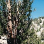 This bristlecone pine (Pinus longeava) is more dead than alive, but has persisted in this state for centuries. These pines are in the Inyo Mountains, dry and cold, in the rain shadow of the Sierra Nevada to the west. Ancient Bristlecone Pine Reserve near Bishop, California.