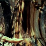 Closeup of the trunk of one of the older bristlecone pines (Pinus longeava) in the Schulman Grove, Inyo Mountains, California. This portion of the trunk is dead, as the bark has died. The Inyo Mountains are in the rain shadow of the Sierra Nevada mountains to the west. Though the tree is only about thirty feet tall, the trunk is six feet wide and the tree is over four thousand years old. The part of the trunk without bark is dead; the rest is alive.