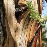Closeup of the trunk of one of the older bristlecone pines (Pinus longeava) in the Schulman Grove, Inyo Mountains, California. This portion of the trunk is dead, as the bark has died. The Inyo Mountains are in the rain shadow of the Sierra Nevada mountains to the west.