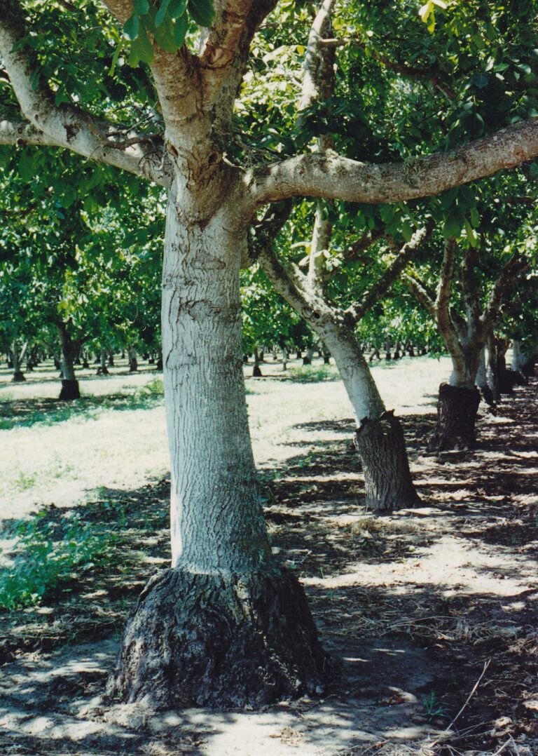 European walnuts (Juglans regia) are propagated in California by grafting their branches onto rootstocks of native Juglans californica saplings. The native saplings can grow better in the California soil than can the European roots. The two species grow at different rates, meaning that the California black walnut base swells out; however, the xylem and phloem graft remains functional.