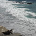 Cliffs north of San Diego, Pacific Ocean, California.