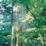 Bigleaf maple (Acer macrophyllum) and a large coast redwood (Sequoia sempervirens) in a remnant sequoia grove along the Pacific coast of northern California. These sequoias are the tallest trees in the world.