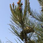 Bishop pines (Pinus muricata) grow rapidly after a fire only seven years earlier in the Santa Ynez mountains of California. The cones will mature but remain closed until the next fire.