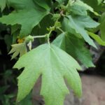 Platanus racemosa is the disjunct California species of sycamore that grows along creeks and rivers.