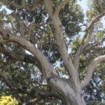California coastal live oaks (Quercus agrifolia) become twisted as they grow old.
