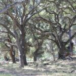 California coastal live oaks (Quercus agrifolia) become twisted as they grow old.