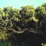 California coastal live oaks (Quercus agrifolia) become twisted as they grow old.