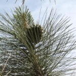 Large cone of the fast-growing Torrey pine in a grove near San Diego, California.