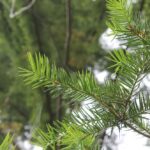 Torreya californica is a conifer that grows along the Pacific coast only in California. It is disjunct from the torreya species that grows in the southeastern United States.