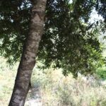 The California laurel (Umbellularia californica) grows along creeks in the dry coastal mountains of California.