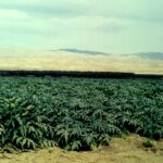 An artichoke field in the heavily agricultural coastal range of California. The bare hills indicate a very dry climate but irrigation allows crops to grow abundantly.
