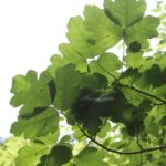 Poison oak (Toxicodendron diversilobum) is an abundant shrub in the coastal mountains of California. It is closely related to poison ivy in eastern North America.