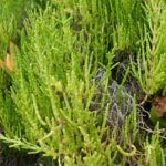 Pickleweed (Salicornia) grows in saltmarshes in coastal California. It resists salinity because it accumulates both salt, and extra water, in its succulent tissues.