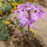 Abronia maritima, the sand verbena, grows in sand dunes along the Pacific coast in California.