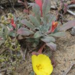 Calystegia soldanella is an evening primrose that grows in sand dunes along the Pacific coast in California.