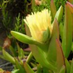 Ice plants (genus Mesembryanthemum) are native to South Africa but have spread widely on coastal cliffs in California. It resists salinity by accumulating both salt and water in its succulent tissues.