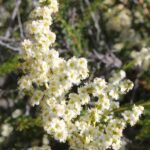 Adenostoma fasciculatum, the chamise, grows in the chaparral of California.