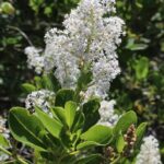 The genus Ceanothus, which has many species, grows in the chaparral of California.