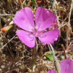 Clarkia wildflowers grow on dry slopes of the California coast range and Sierra Nevada.