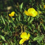 This bush poppy (Dendromecon rigida) grows in the chaparral of California.