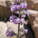 Eriodyction californicum is a shrub that grows in the coastal mountains of California. Because of its herbal properties, it is also called yerba santa (holy herb).
