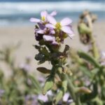 Cakile maritima is a mustard plant that grows in sand right next to the ocean in coastal California. Its capsules produce two seeds, one which breaks off and travels with the surf to a new location, and the other which remains in place when the parent plant dies.