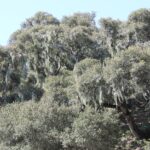 Ramalina menziesii is the largest species of lichen in the world. It grows abundantly on live oaks (Quercus agrifolia) in the Santa Ynez mountains of coastal California. Fog provides all of the water, and dust all of the nutrients, to this lichen, which clings to the tree branches. It is also called Spanish moss but is unrelated to the Spanish moss of the southeastern United States.