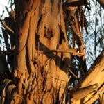 Eucalyptus trees are native to Australia but were introduced to California as a source of cheap wood. They have taken over large areas of coastal California, where the toxins in the leaves (eucalyptus oil) not only keeps herbivores away but poisons the soil underneath them. The toxins even inhibit decomposition of the leaf litter.