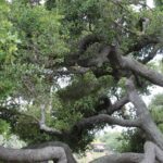 California coastal live oaks (Quercus agrifolia) become twisted as they grow old.