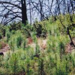 Seedlings of bishop pine (Pinus muricata) grow abundantly right after a fire in 1995 destroyed the adult trees. The seeds remain in the cones on the adult trees until a fire bakes them open, thus allowing the pines to outcompete other tree species. In the Santa Ynez mountains of California, near Lompoc. Bishop pines are dependent on fire for the completion of their life cycles. Photo by Stan Rice.