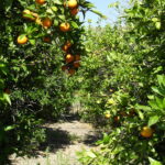 An orange grove in Lindsay in the San Joaquin Valley of California. The San Joaquin Valley has productive agriculture because of irrigation.