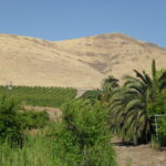 The hills east of the San Joaquin Valley of California (here in Lindsay) are very dry but irrigation allows orchards, such as oranges and pomegranates, to grow.