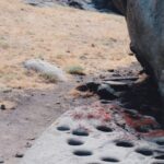 Grinding holes used in earlier centuries by Yokuts Native Americans to make flour from acorns. In the foothills east of Lindsay, California.