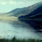 Despite high mineral content, Mono Lake supports many invertebrates, which are food for large populations of eared grebes.