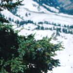 A fir with cones on Lassen Volcano in the Sierra Nevada of California.