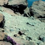 Loiseleuria procumbens flowers grow in the moist cracks between rocks in the alpine zone of Mt. Lassen, a volcano in the Sierra Nevada of California.